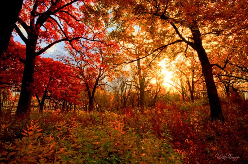 Autumn Forest at Sunset — Red, Serene