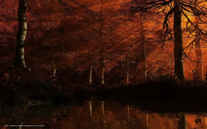 Autumn forest at sunset