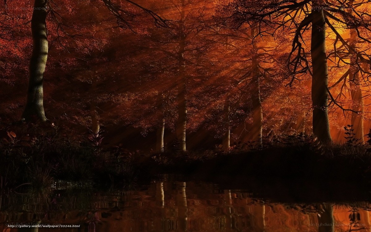 Autumn forest at sunset