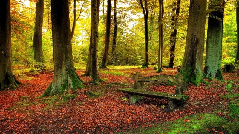 Autumn forest bench