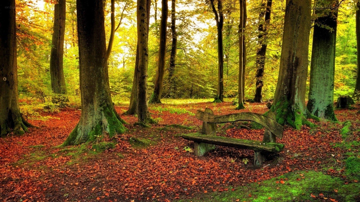 Autumn forest bench