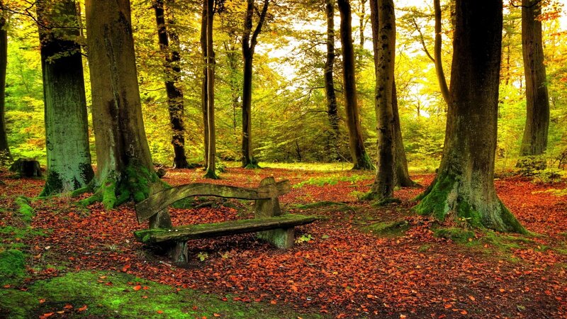 Autumn forest bench