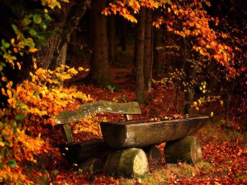 Autumn forest bench