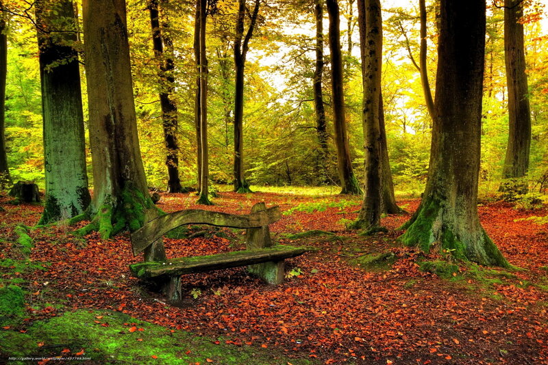Autumn forest bench