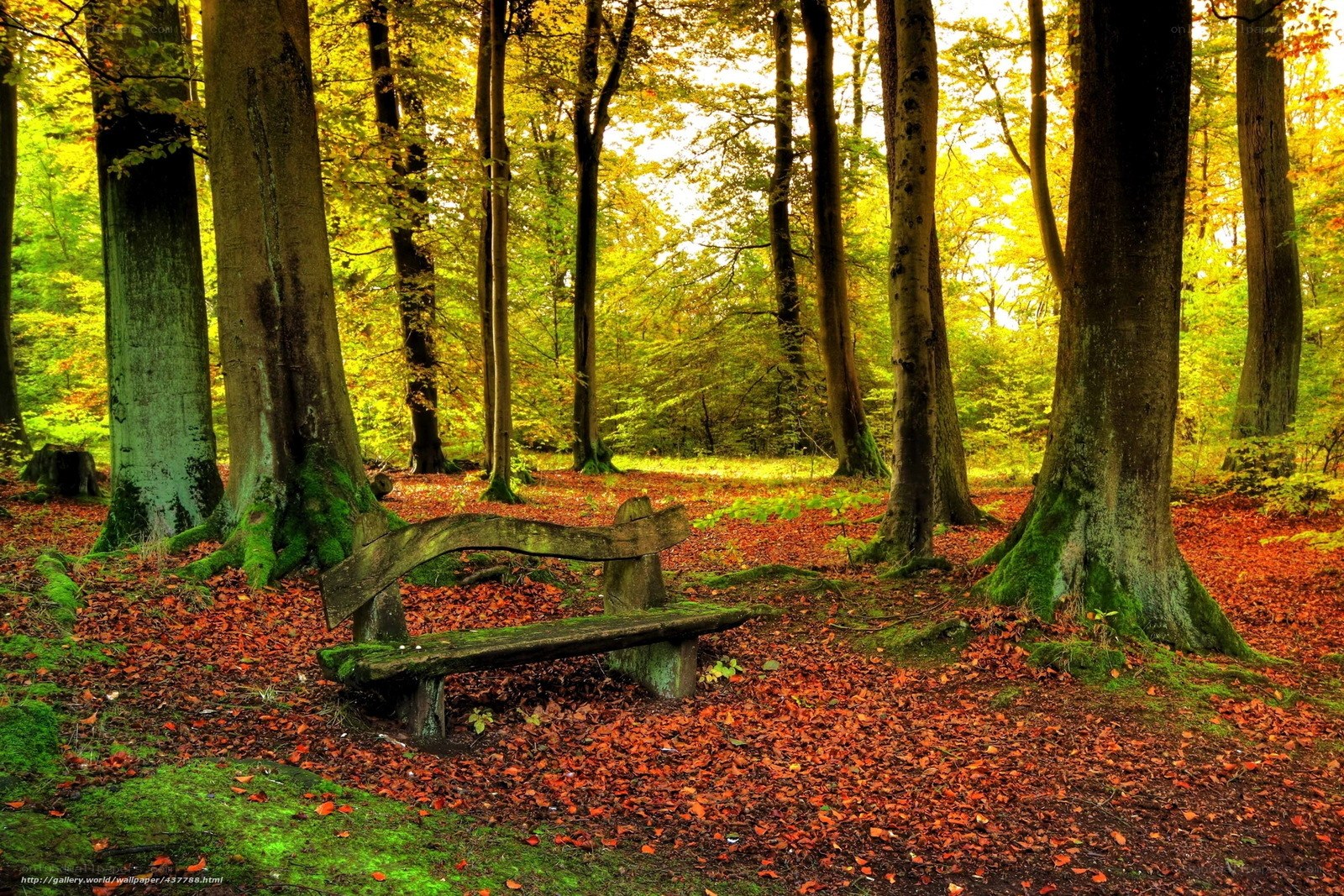 Autumn forest bench