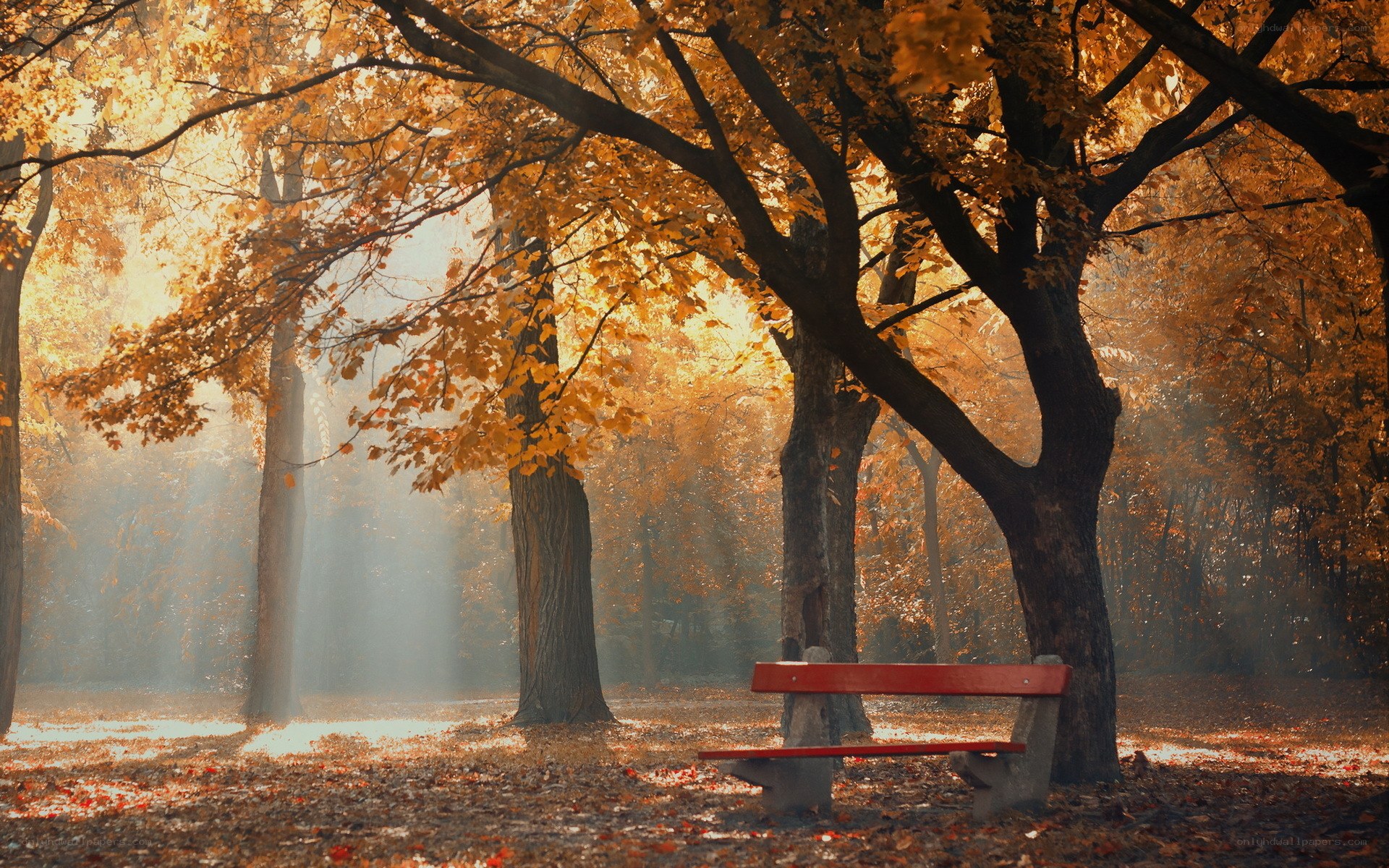 Autumn forest bench
