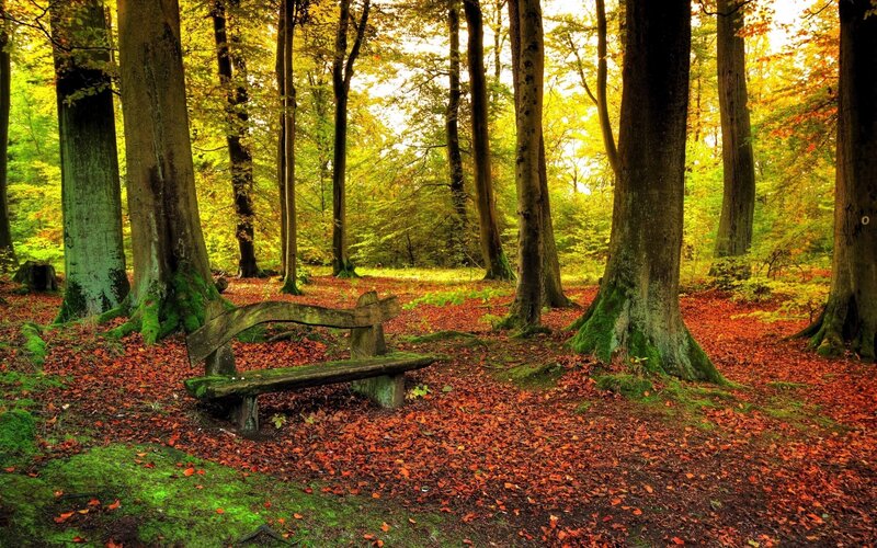 Autumn forest bench