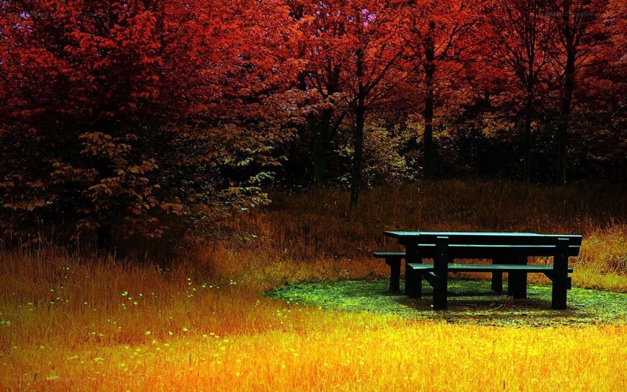 Autumn forest bench