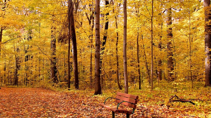 Autumn forest bench