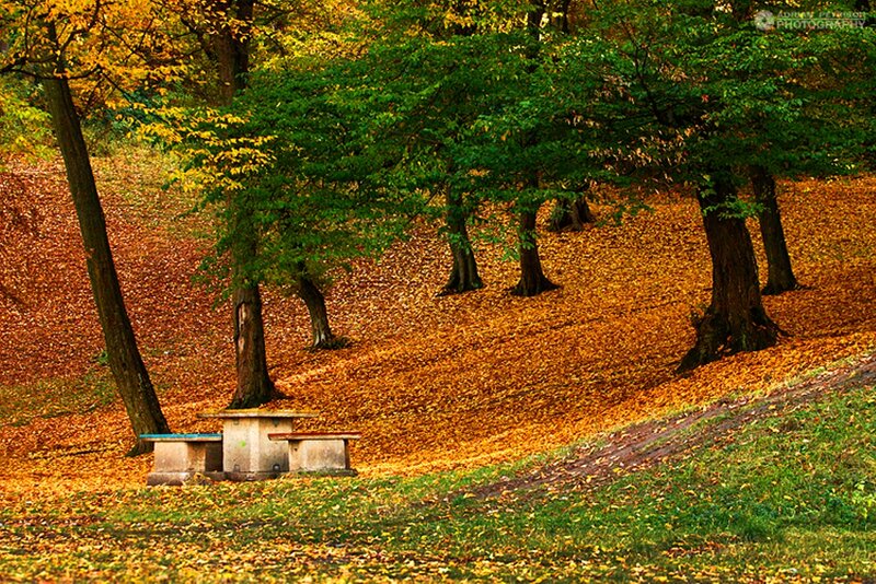 Autumn Forest Bench — Orange
