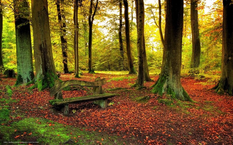 Autumn forest bench