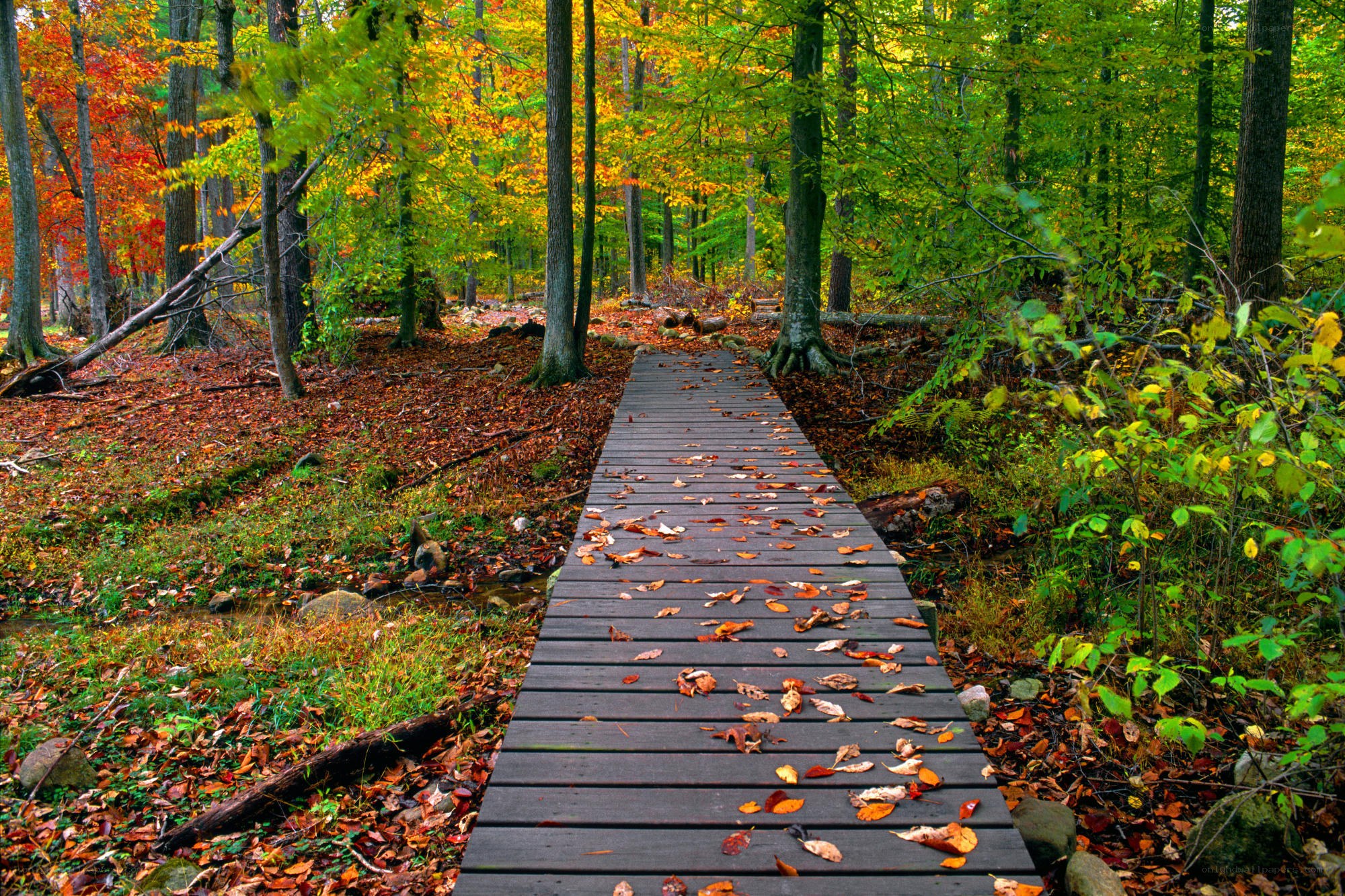 Autumn forest boardwalk