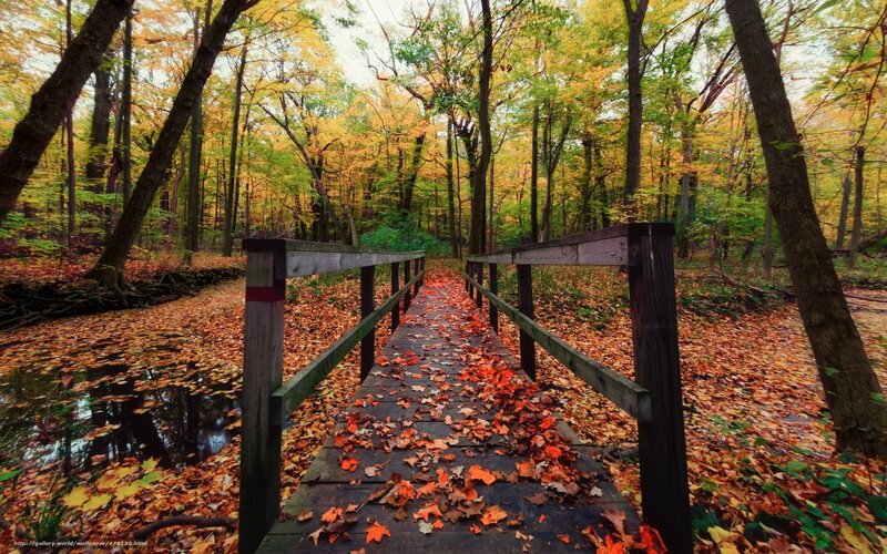 Autumn forest bridge