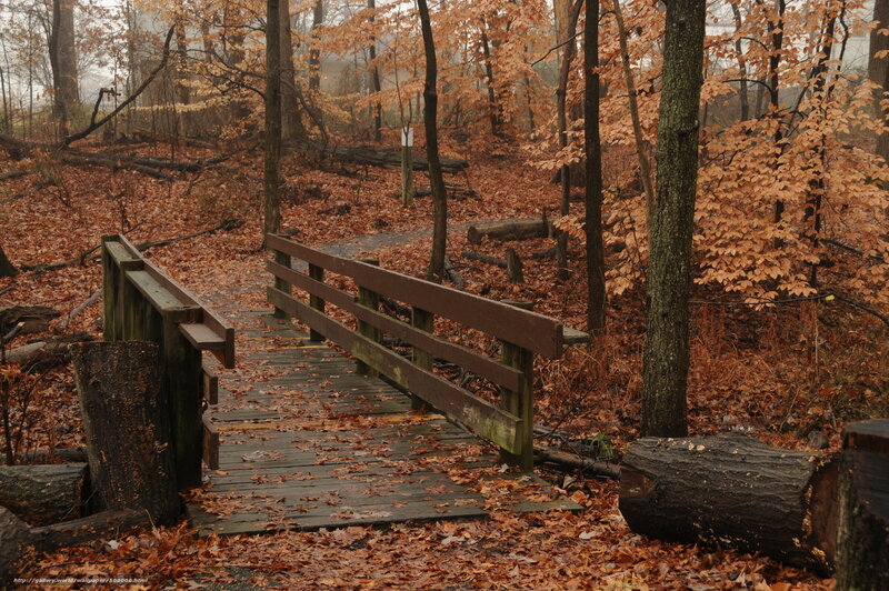 Autumn forest bridge