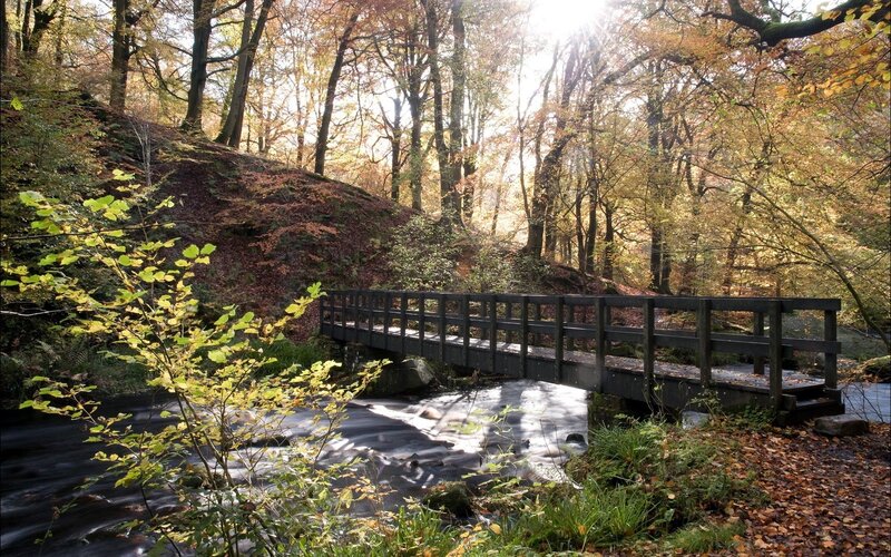 Autumn forest bridge
