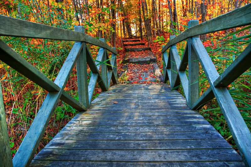 Autumn forest bridge