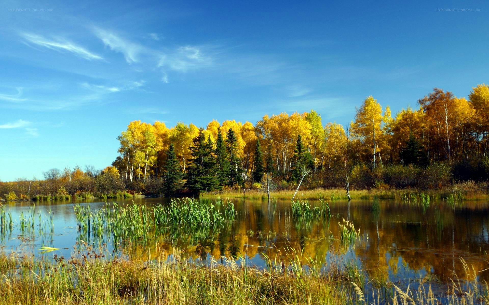 Autumn forest by a calm lake