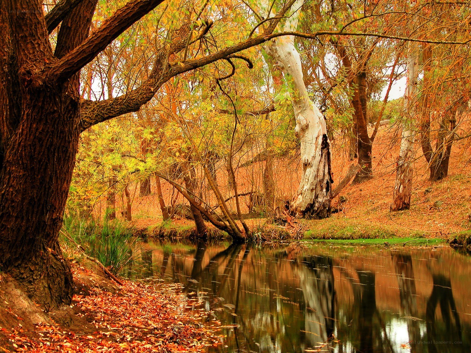 Autumn forest by a calm pond