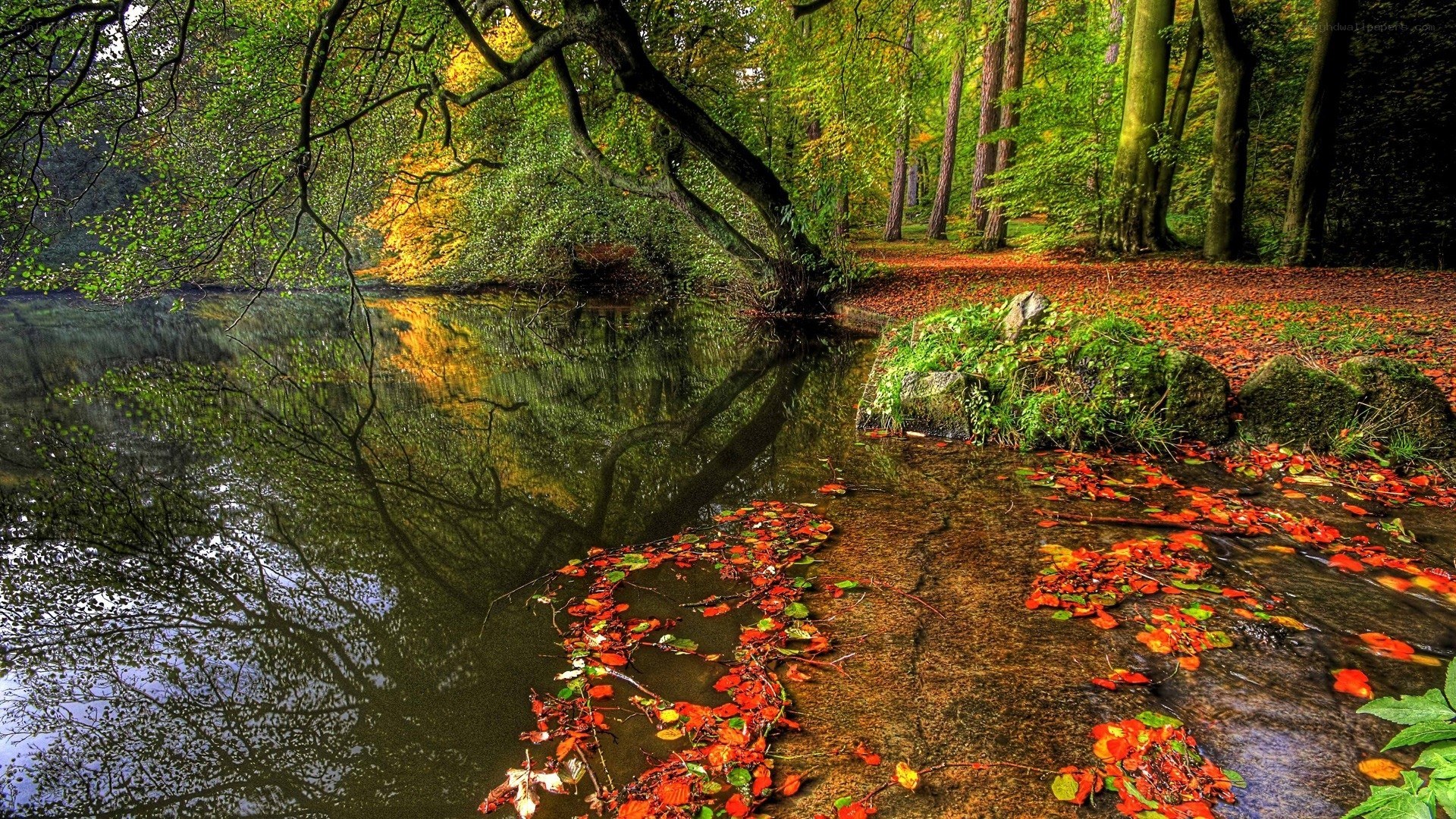 Autumn forest by a calm pond