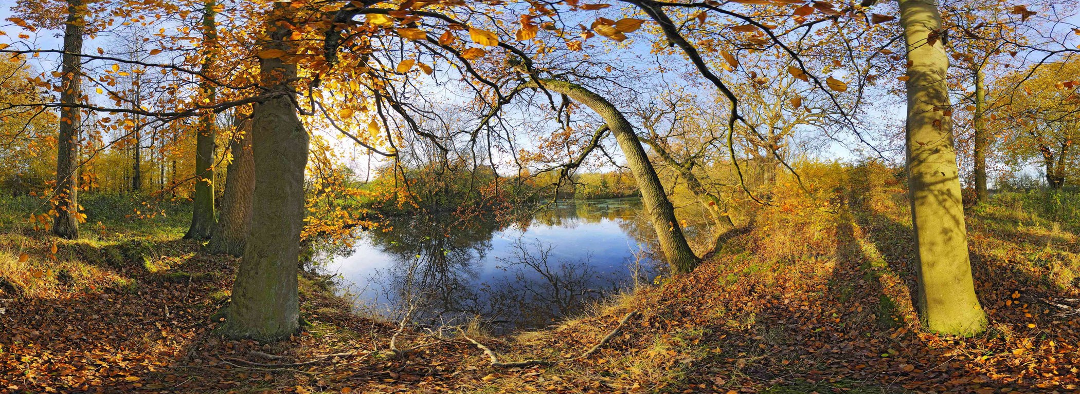 Autumn forest by a calm pond
