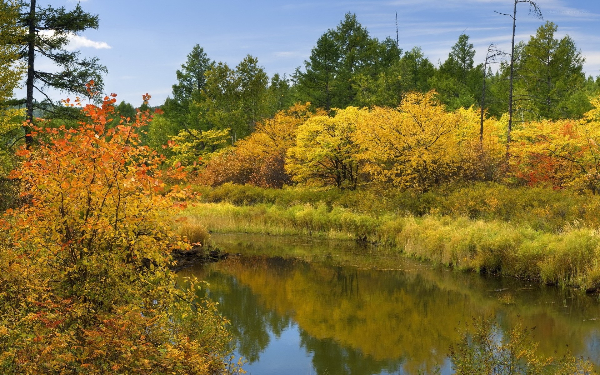 Autumn forest by a calm river