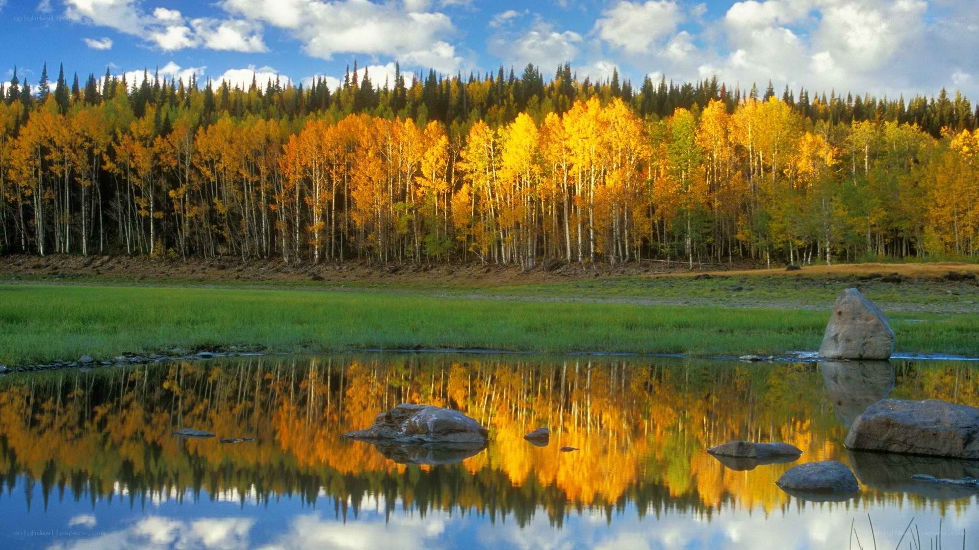 Autumn forest by a calm river