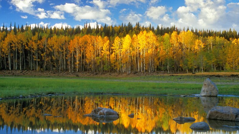 Autumn forest by a calm river