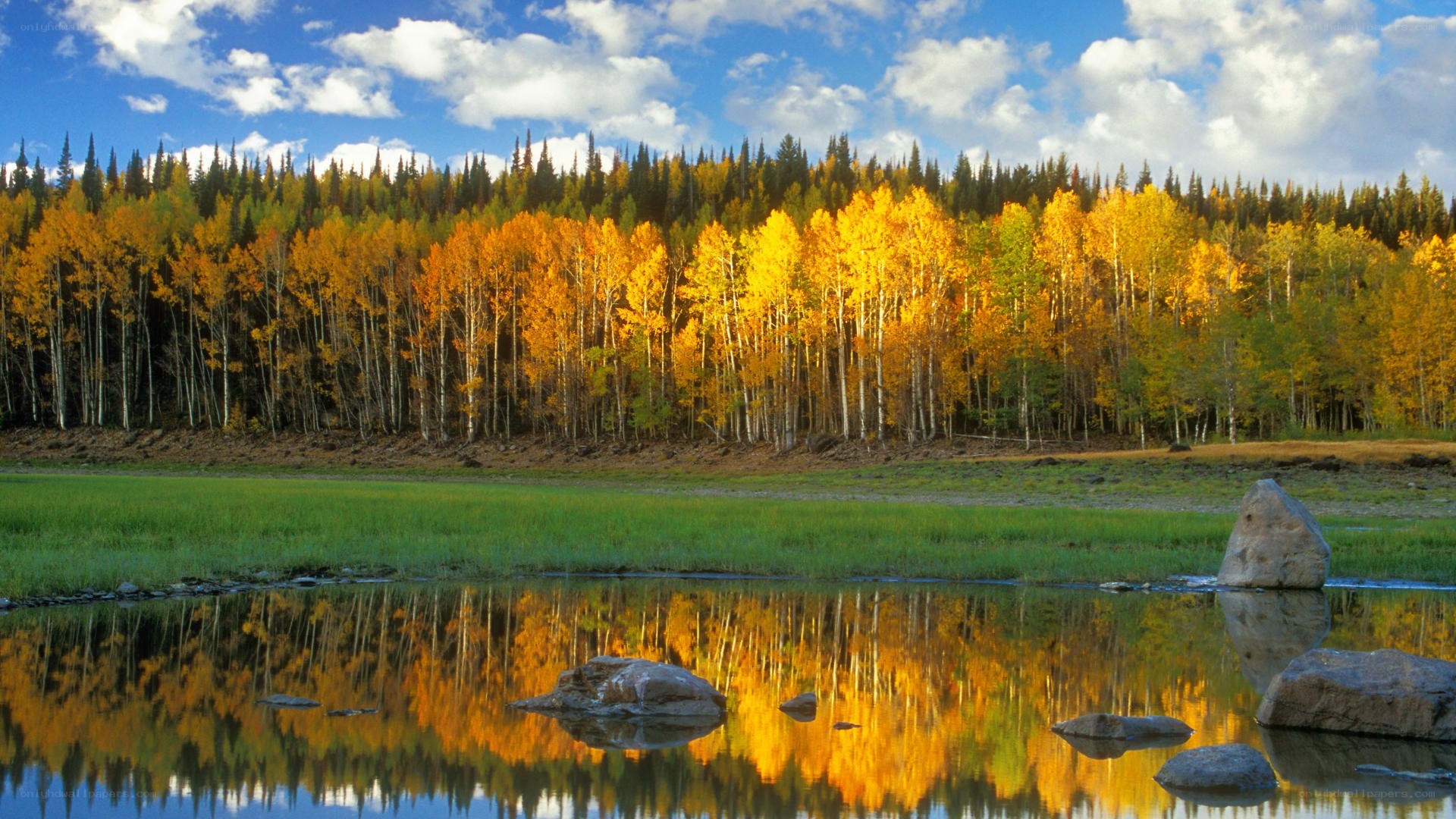 Autumn forest by a calm river