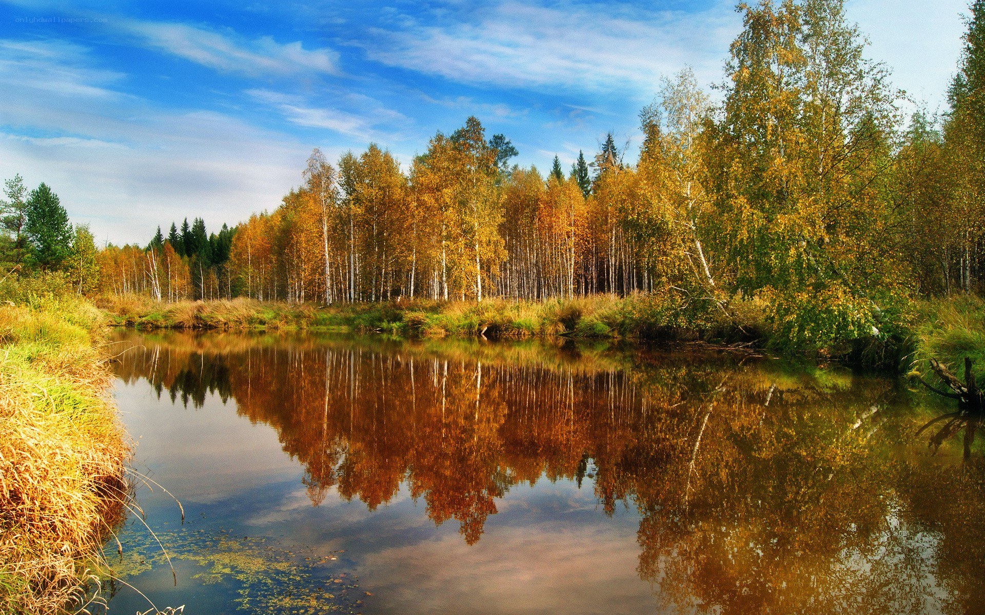 Autumn forest by a calm river
