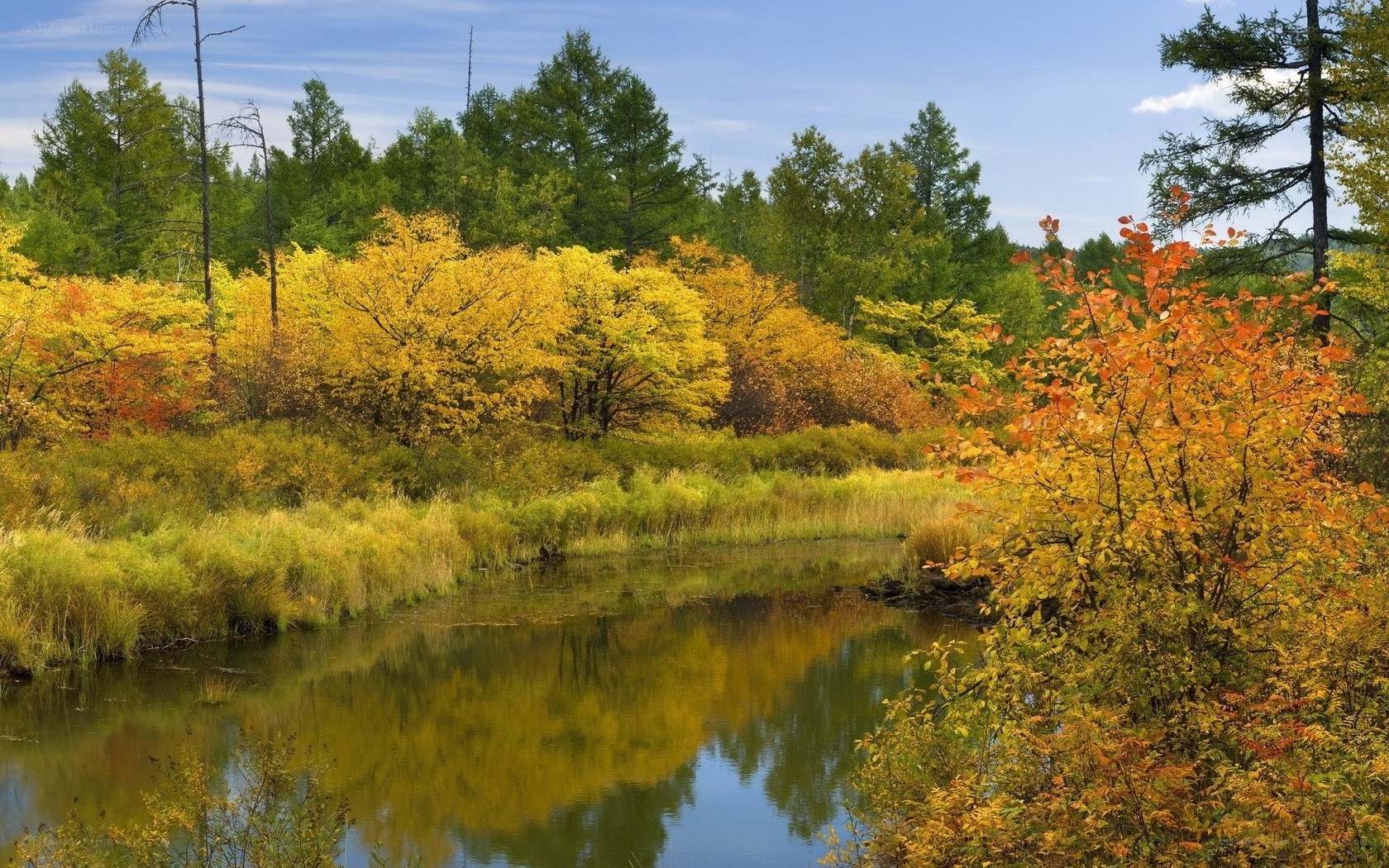 Autumn forest by a calm river