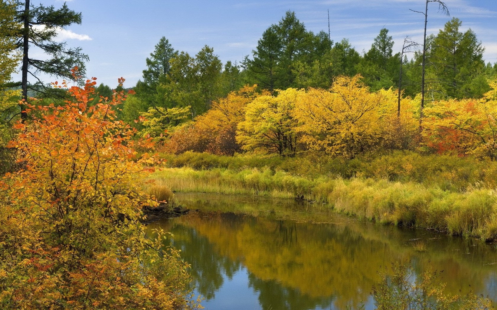 Autumn forest by a calm river