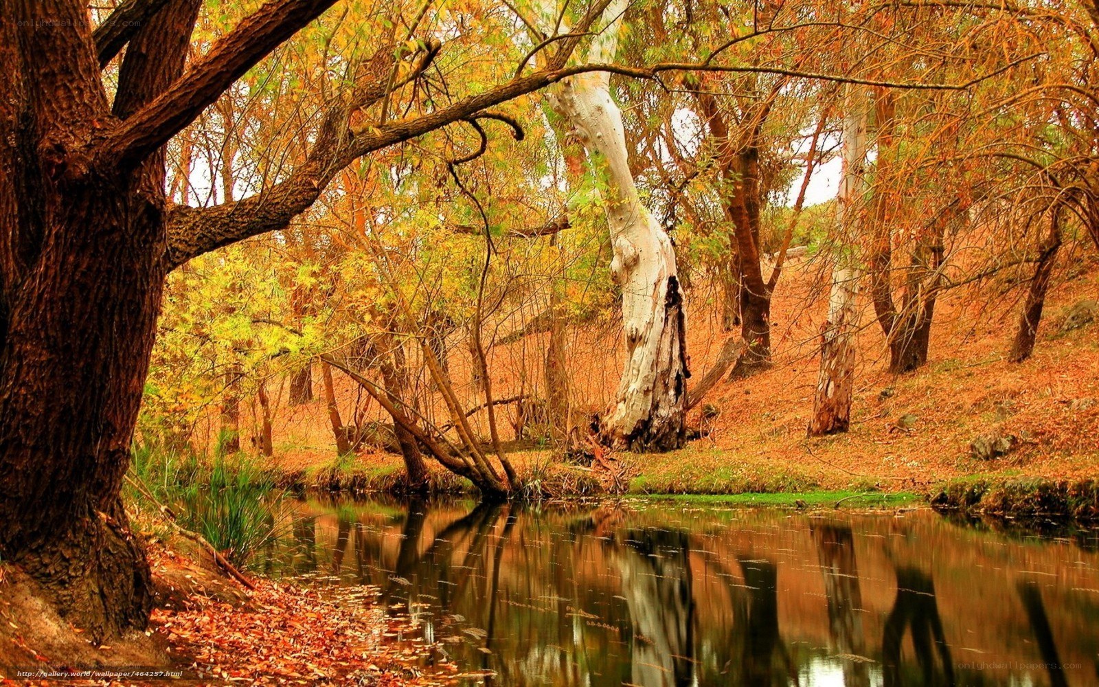 Autumn forest by a calm stream