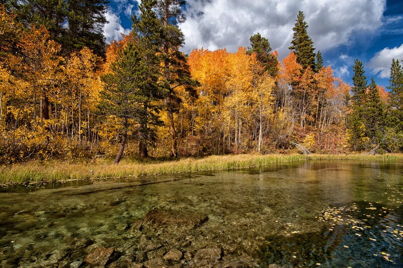 Autumn forest by a clear stream