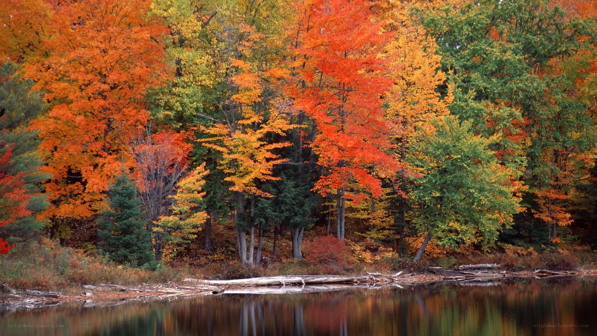 Autumn forest by a lake