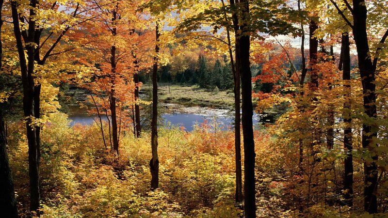 Autumn forest by a lake