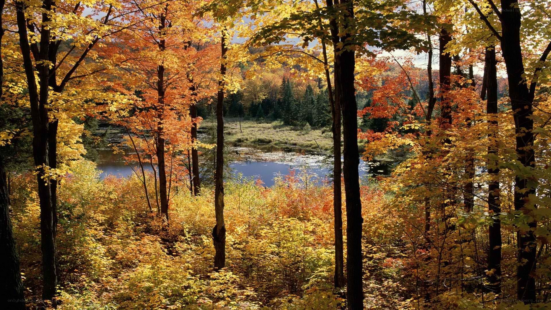 Autumn forest by a lake