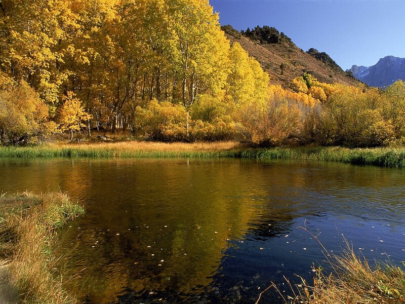 Autumn forest by a lake