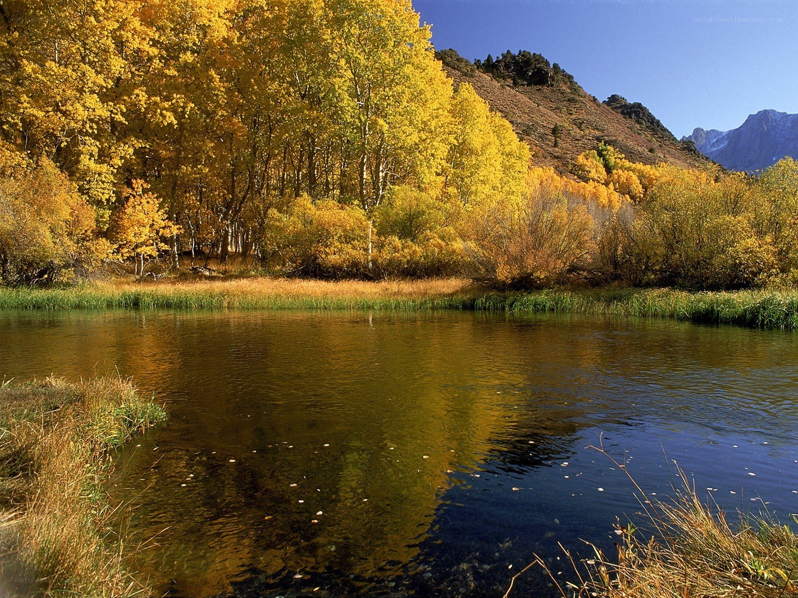 Autumn forest by a lake