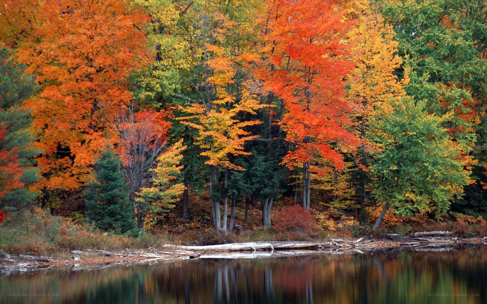 Autumn forest by a lake