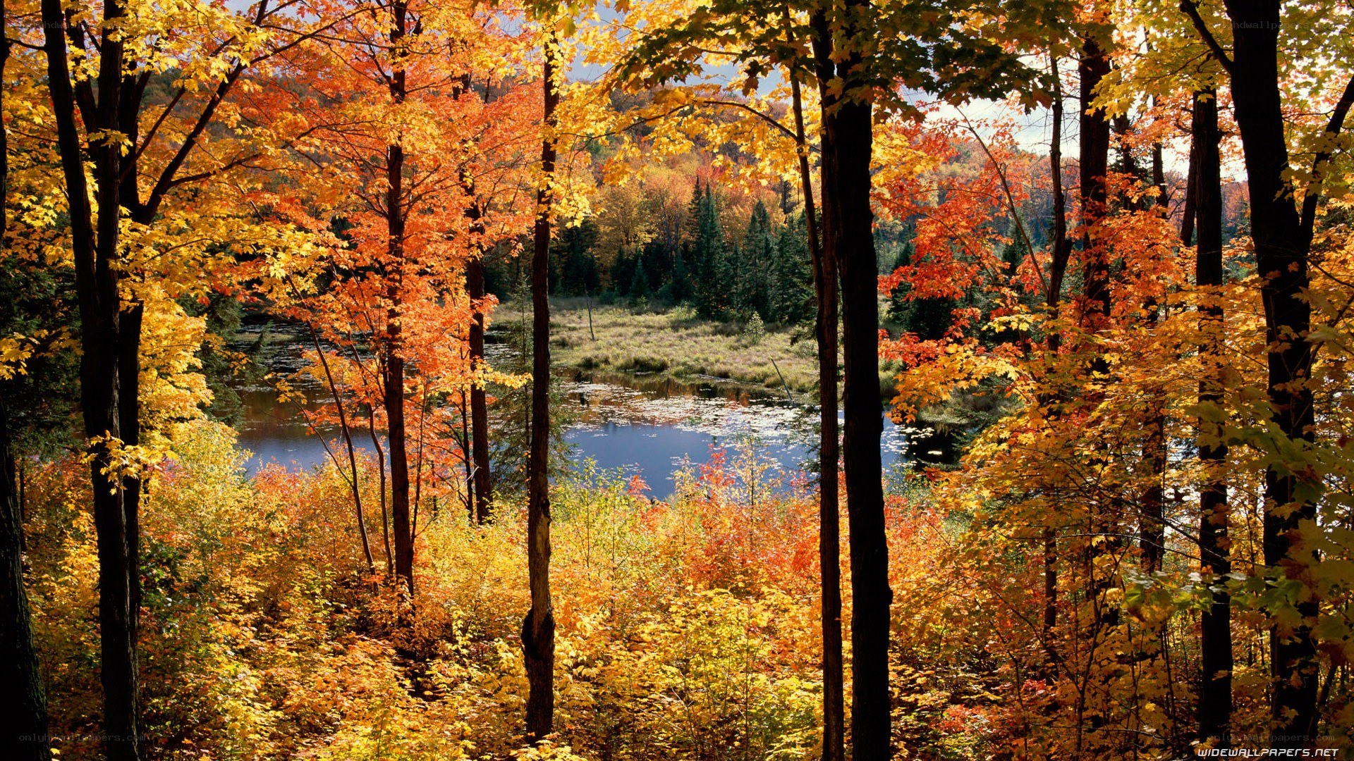 Autumn forest by a lake