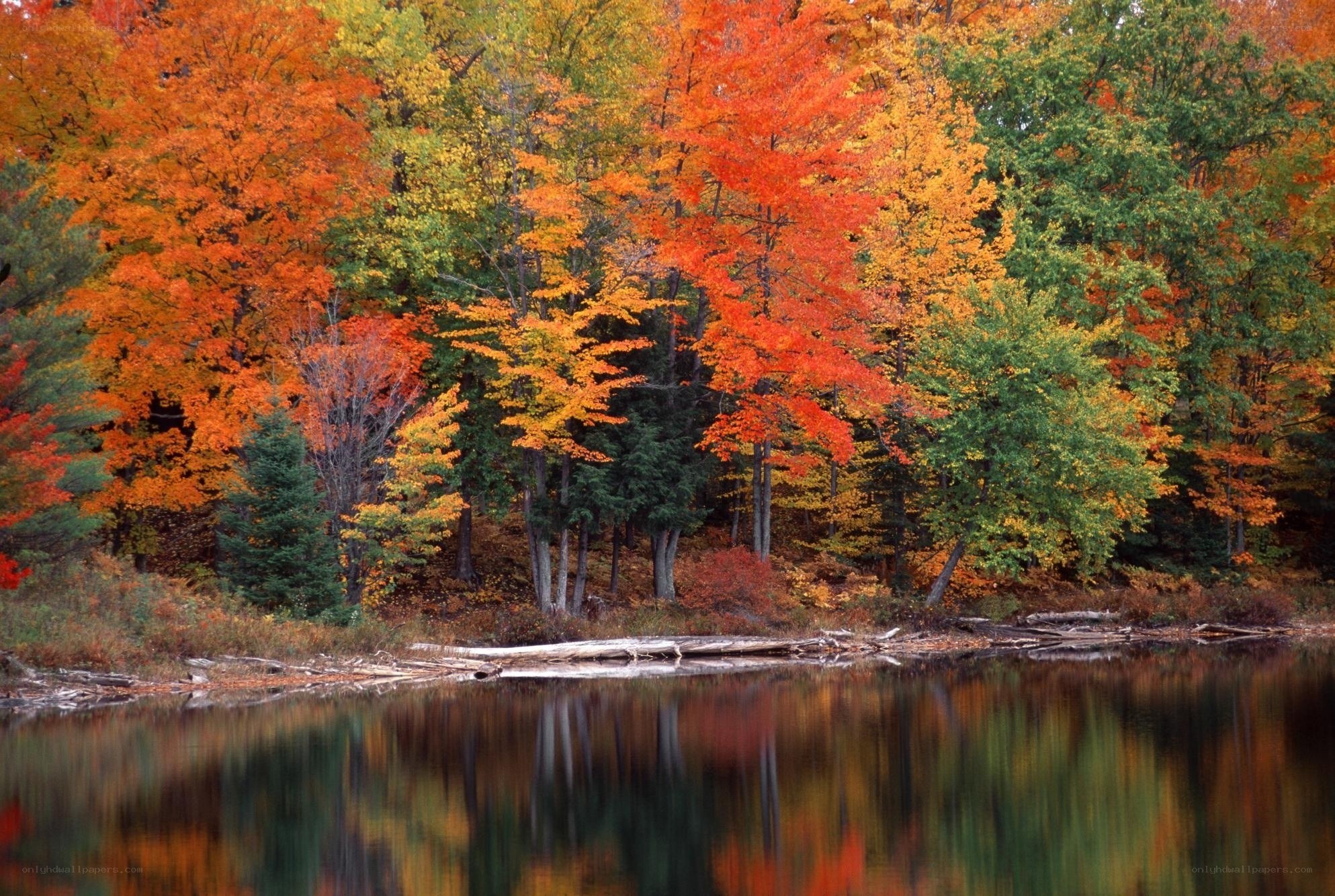 Autumn forest by a lake