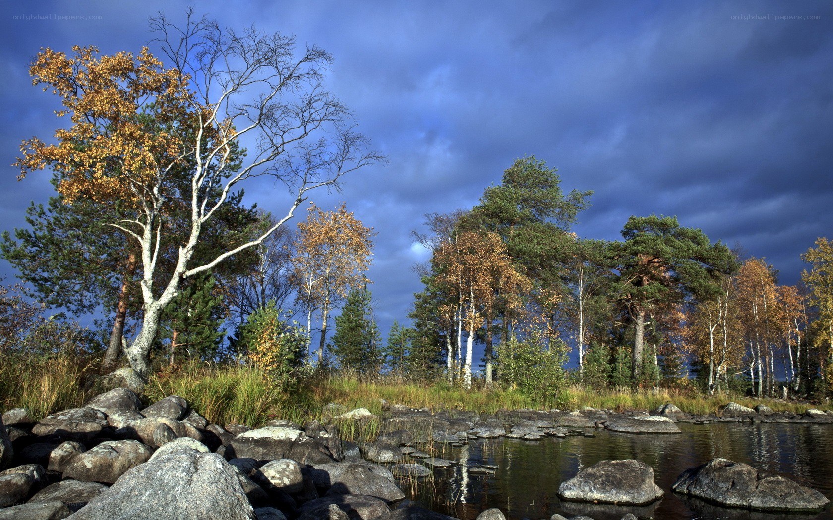 Autumn forest by a lake