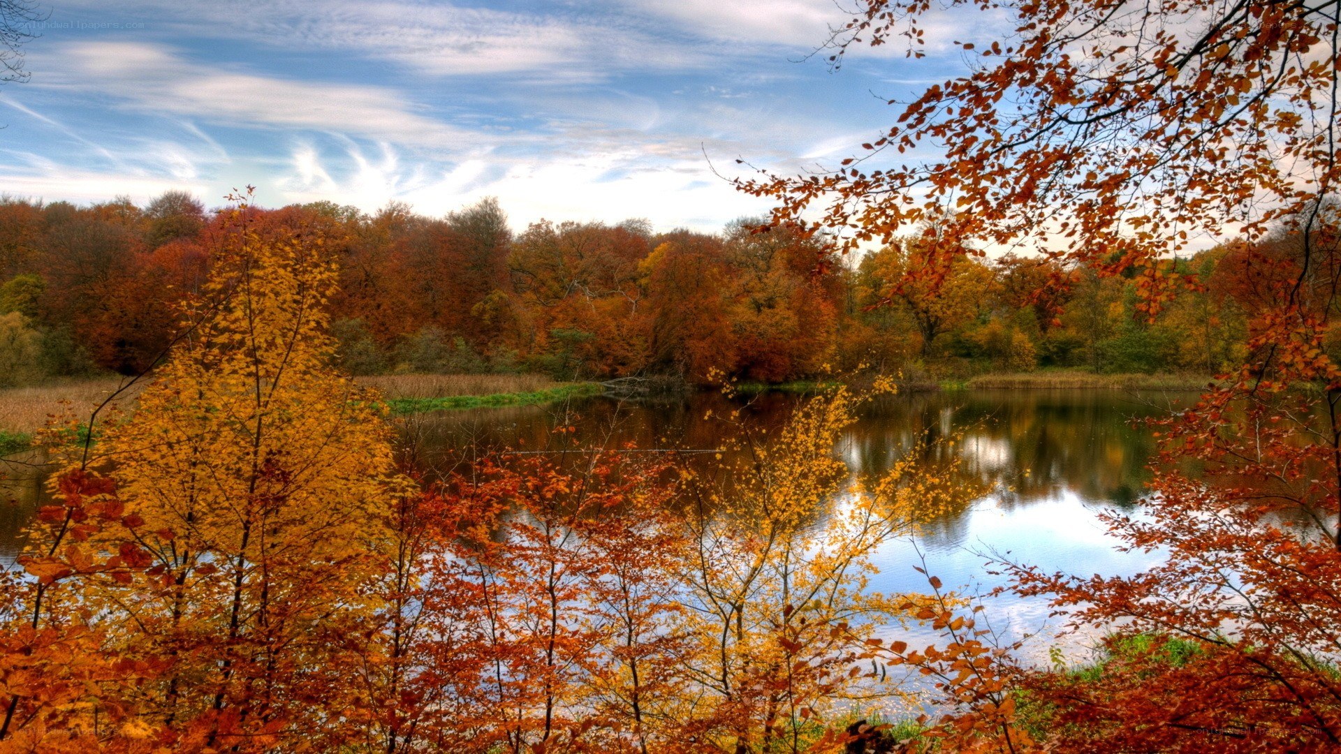 Autumn forest by a lake