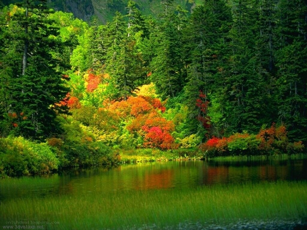 Autumn forest by a lake