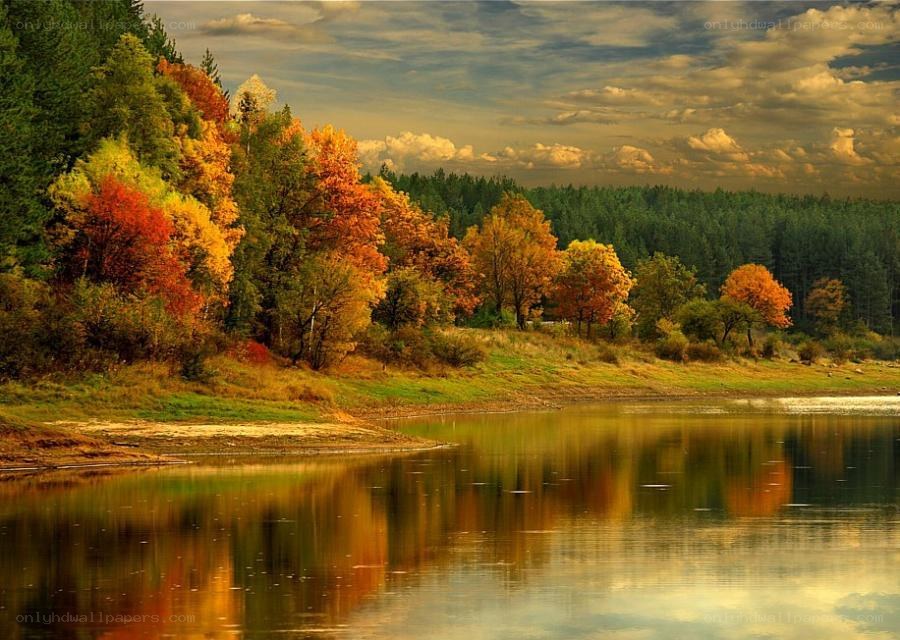 Autumn forest by a lake
