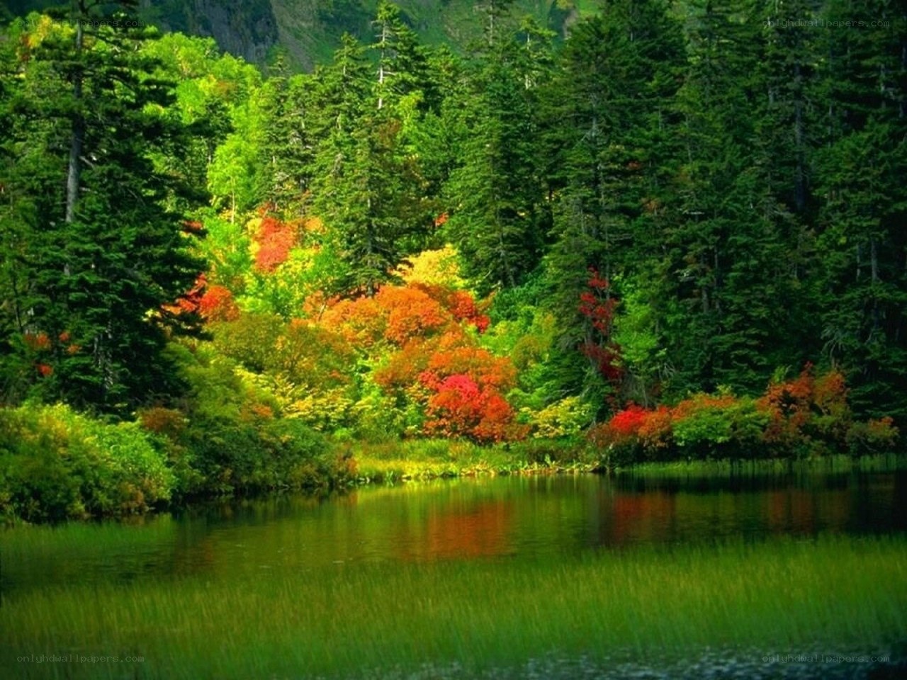 Autumn forest by a lake