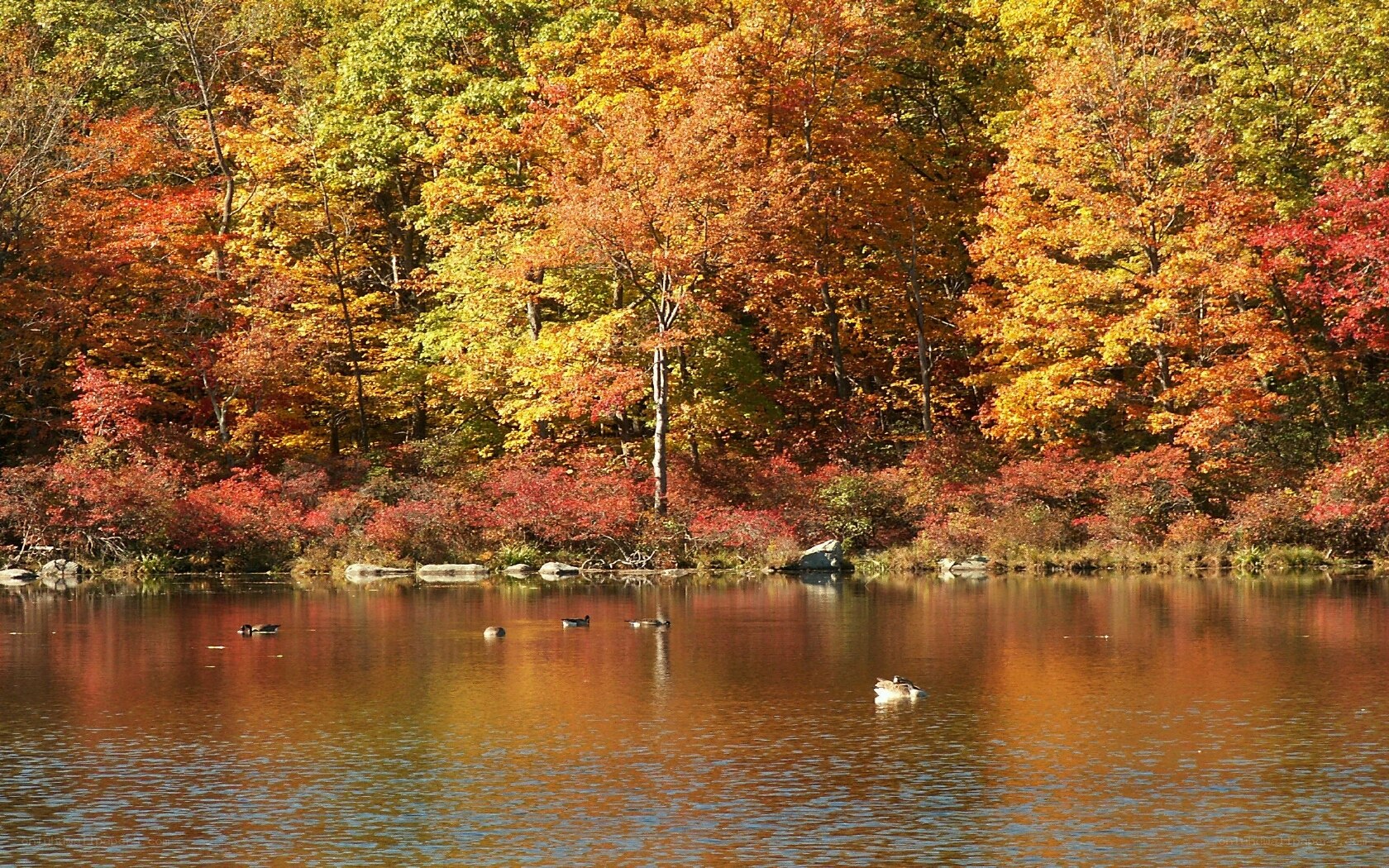 Autumn forest by a lake