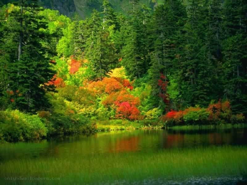 Autumn forest by a lake