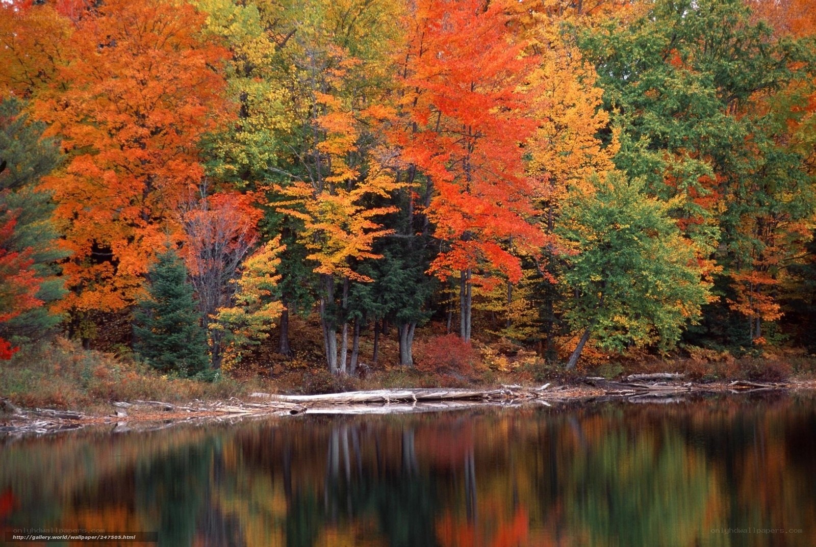 Autumn forest by a lake