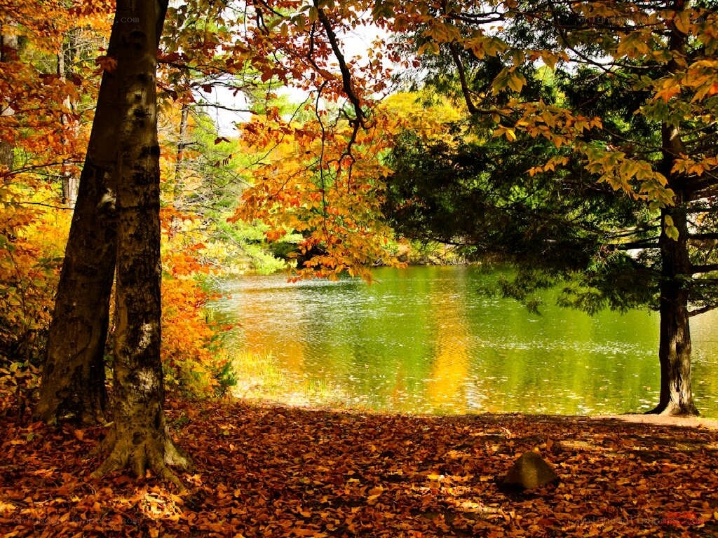 Autumn forest by a lake